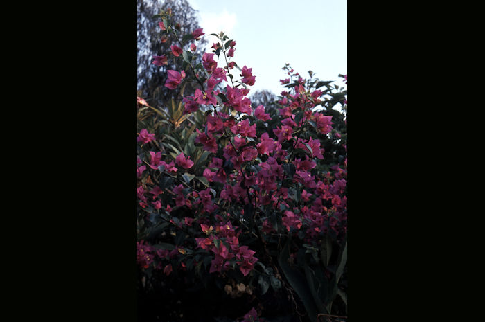 Bougainvillé