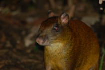 Agouti