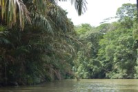 canal tortuguero