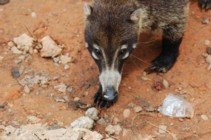 coati