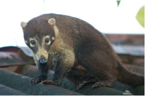 coati