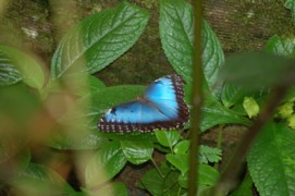 papillon MORPHOS