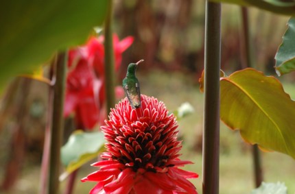 colibri