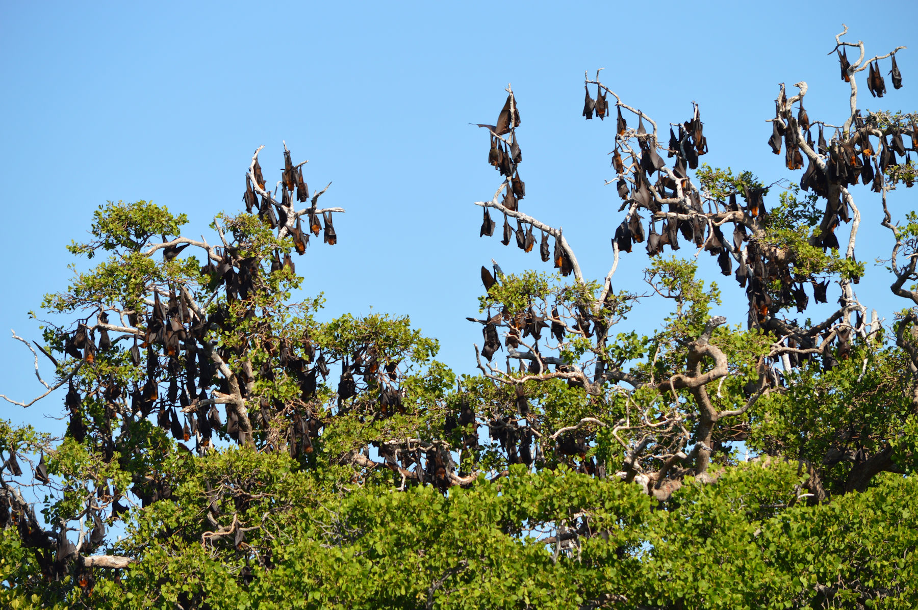 Ile des chauve-souris