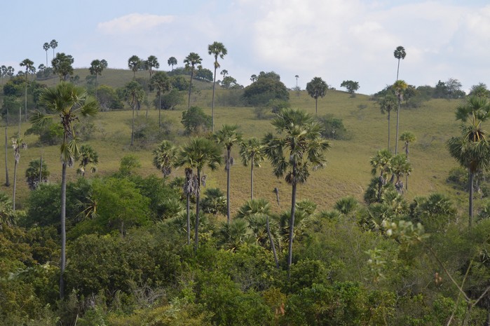 Paysage de Rinca