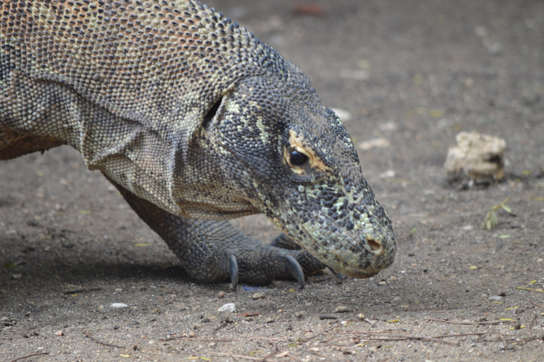 Varan de Komodo