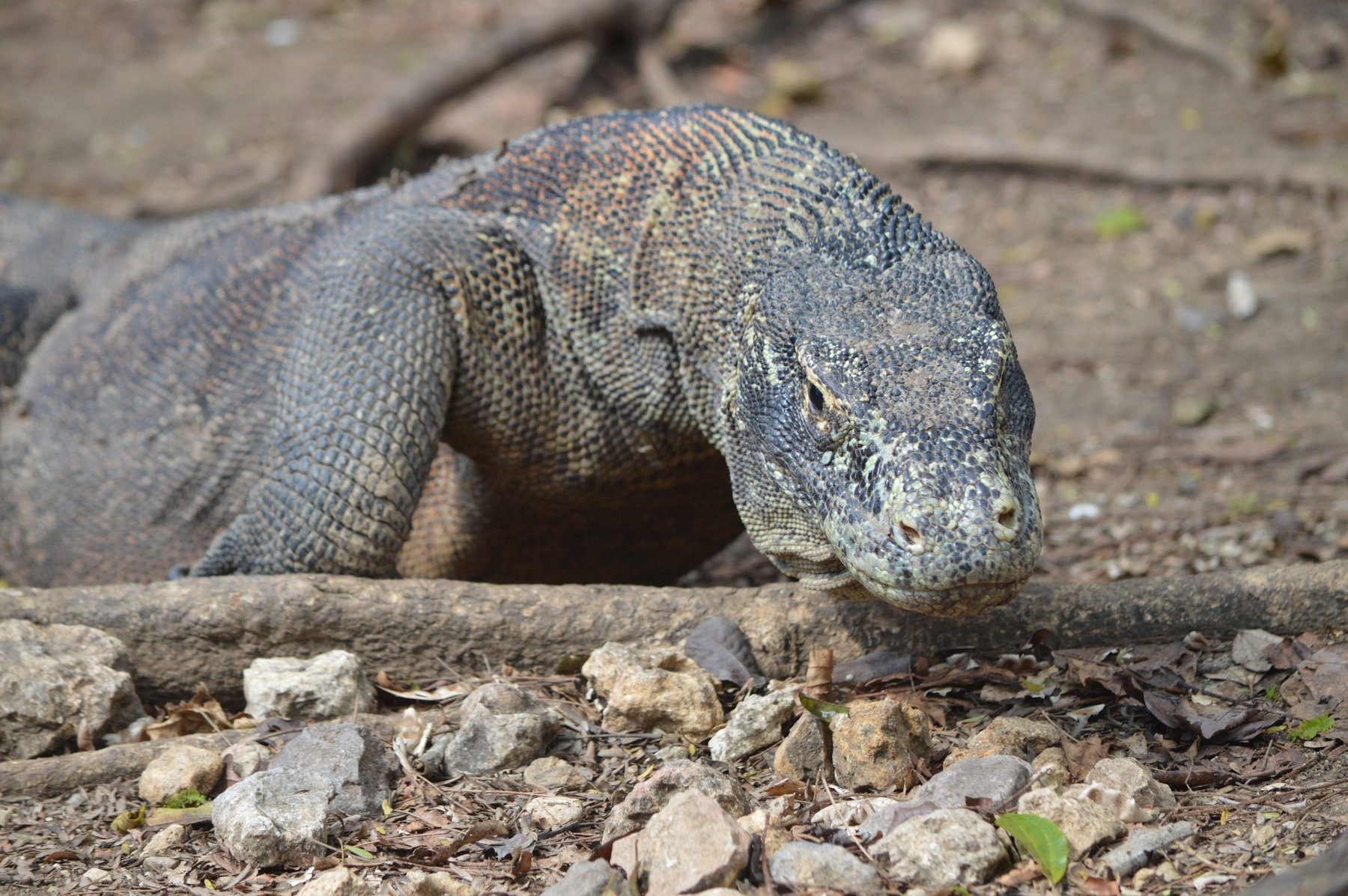 Varan de Komodo