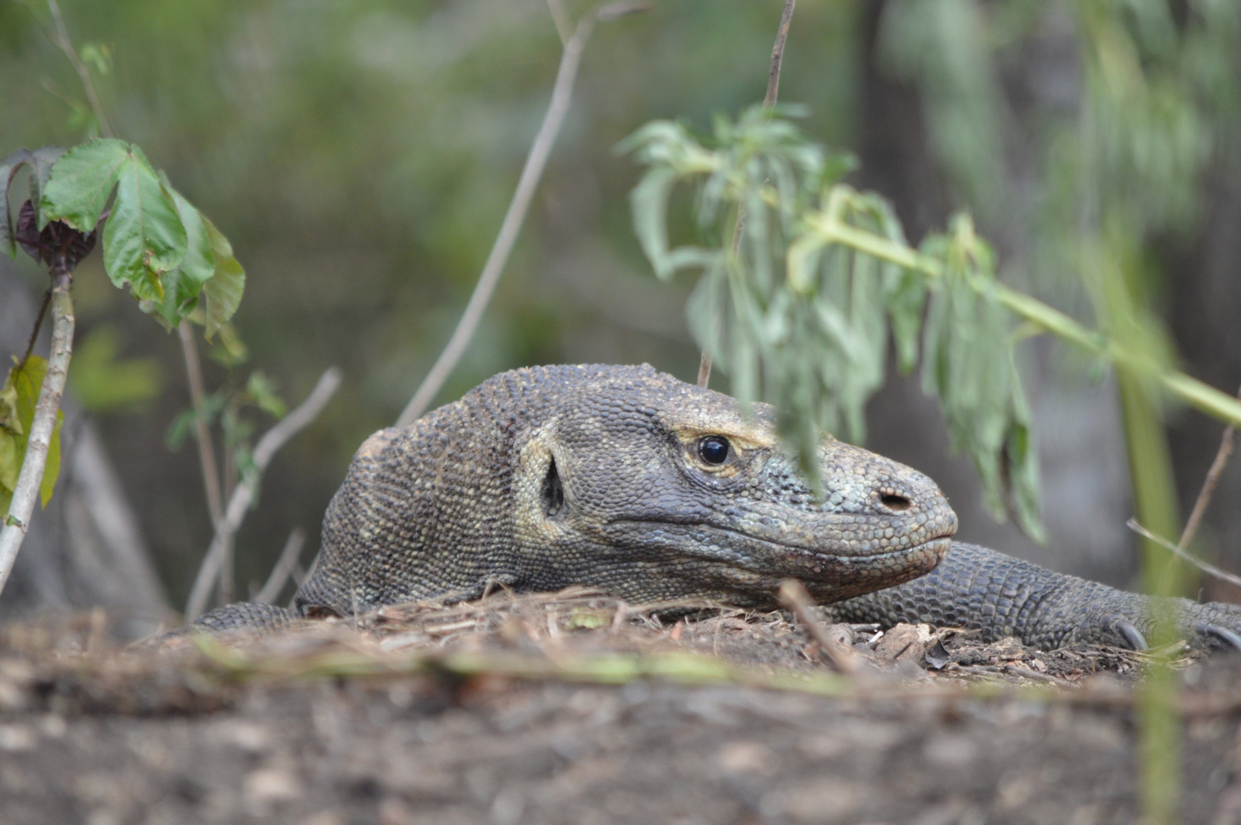 Varan de Komodo