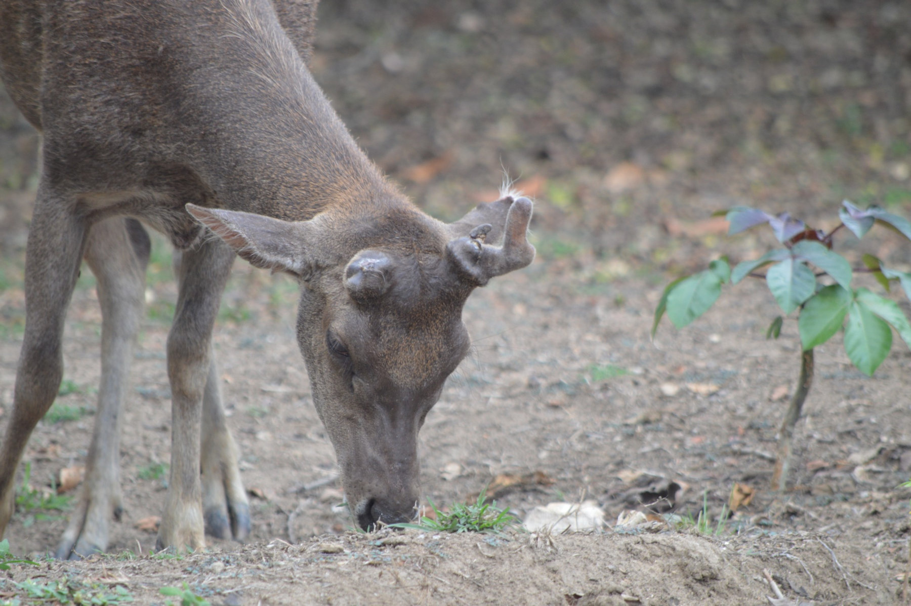 Cerf de Java