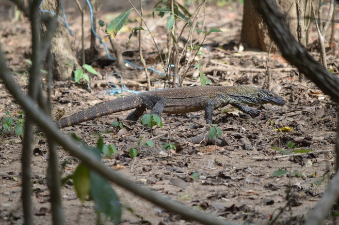 Varan de Komodo