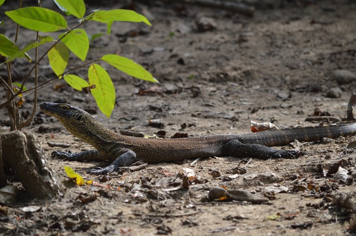 Varan de Komodo