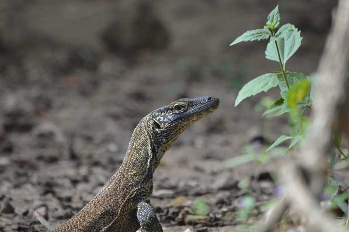 Varan de Komodo