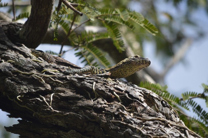 Varan de Komodo