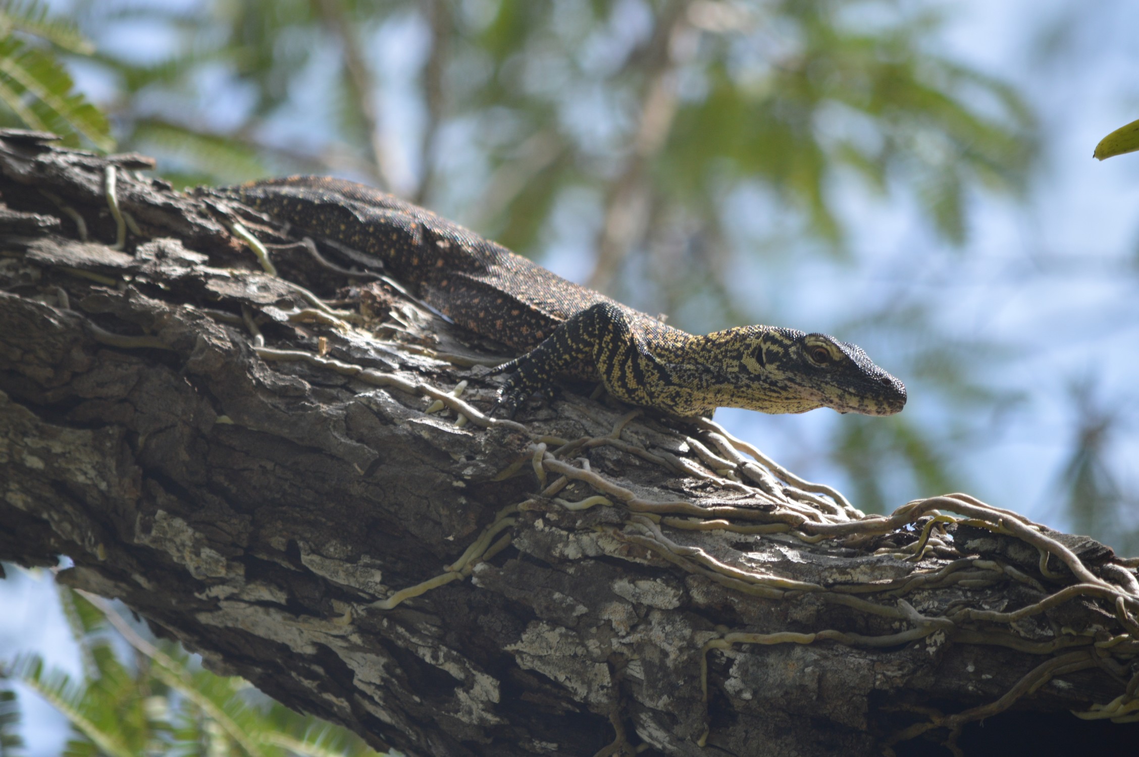 Varan de Komodo