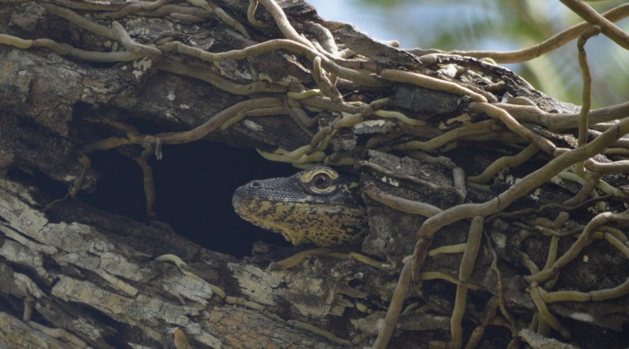 Varan de Komodo