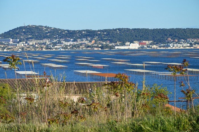 Parc à huitres