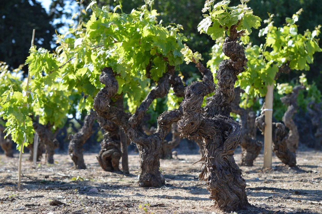 Les vignes