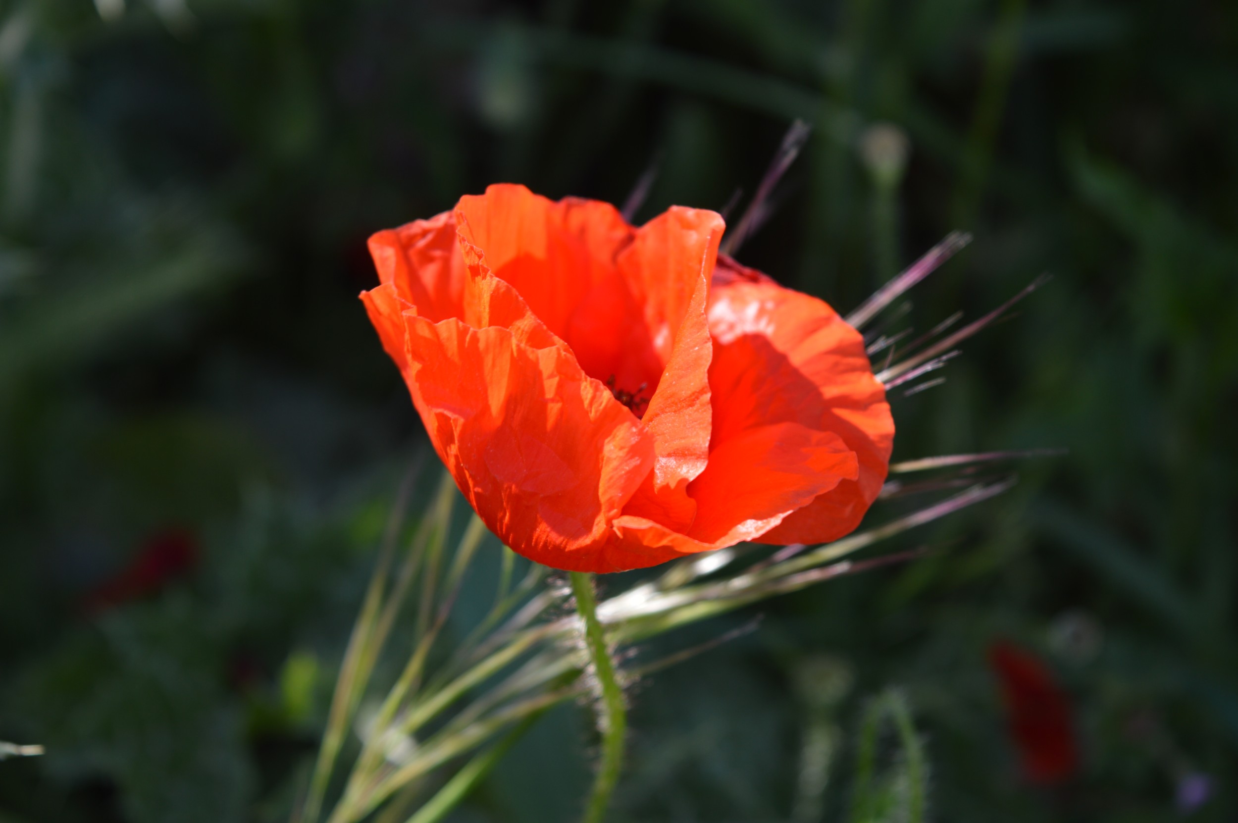 Un coquelicot