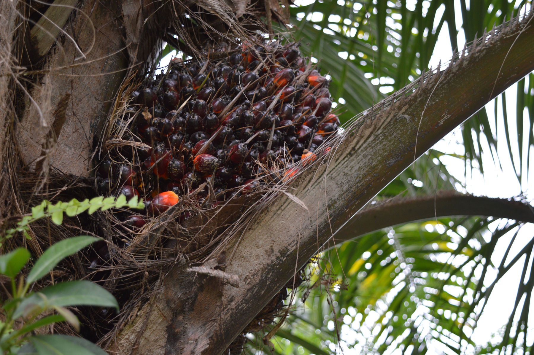 Huile de Palme