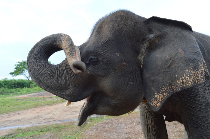 Satwa Elephant Ecolodge