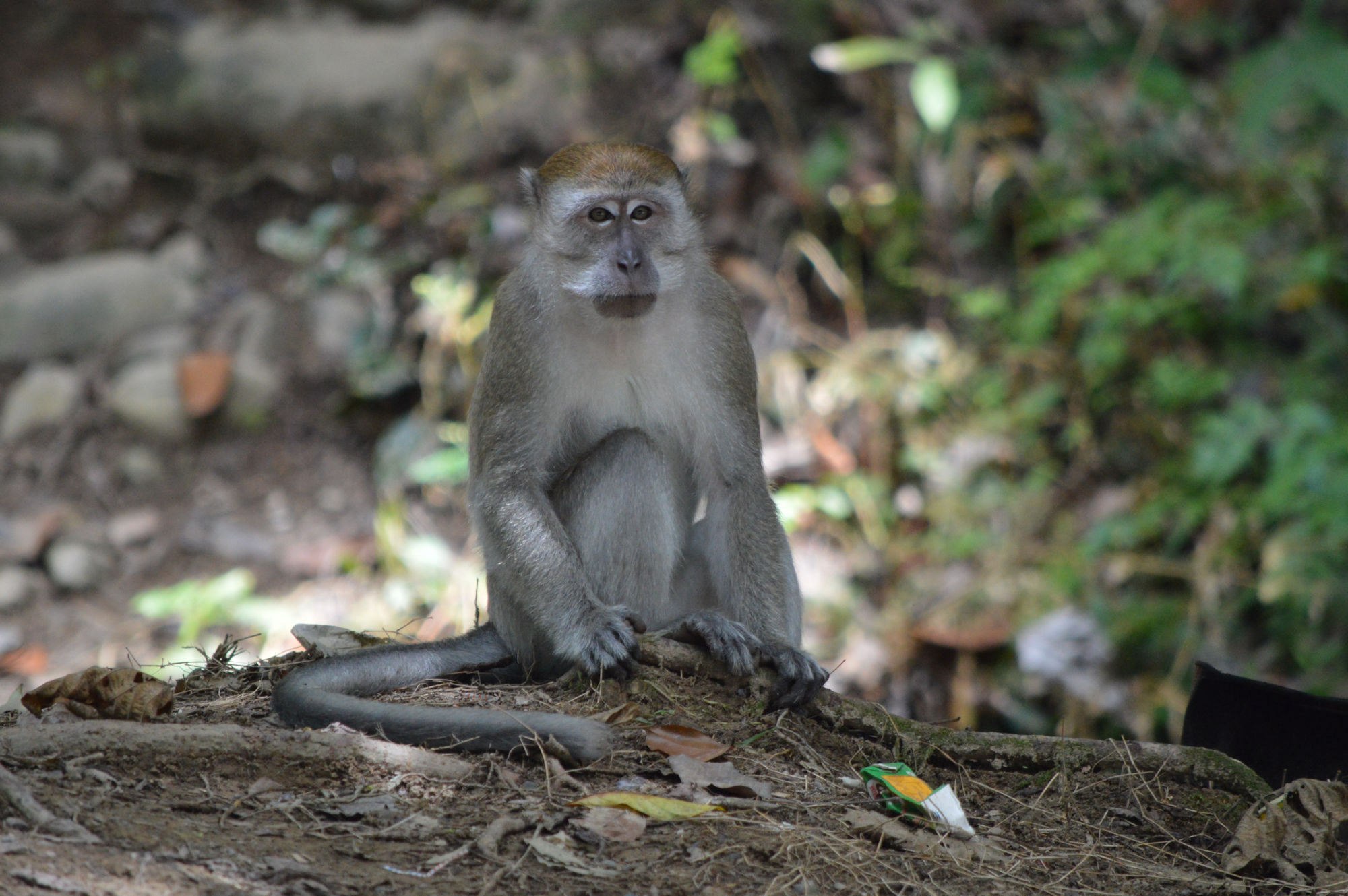 Macaque à longue queue ou macaque crabier