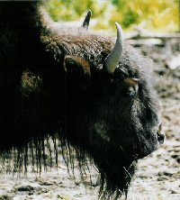 Bison des bois