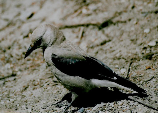Clark's Nutcracker