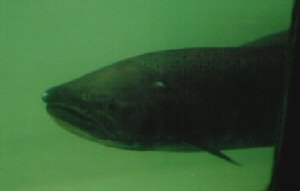 Saumon Chinook