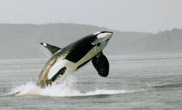 Orque dans la baie de Vancouver