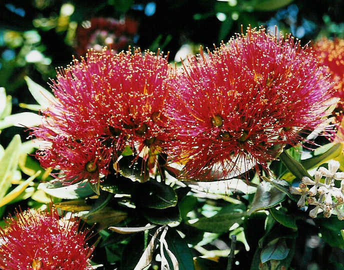 Pohutukawa