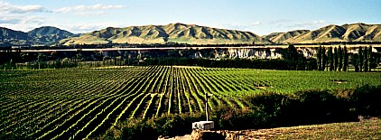 Vignoble