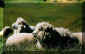 moutons