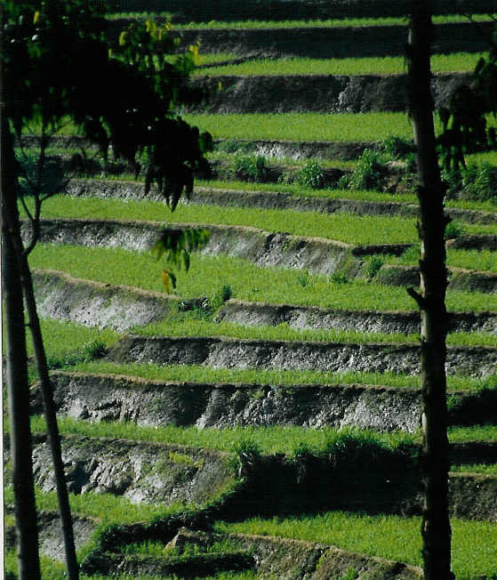 terrasses de riz