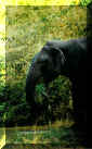 YalaElephant