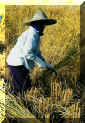 rcolte riz